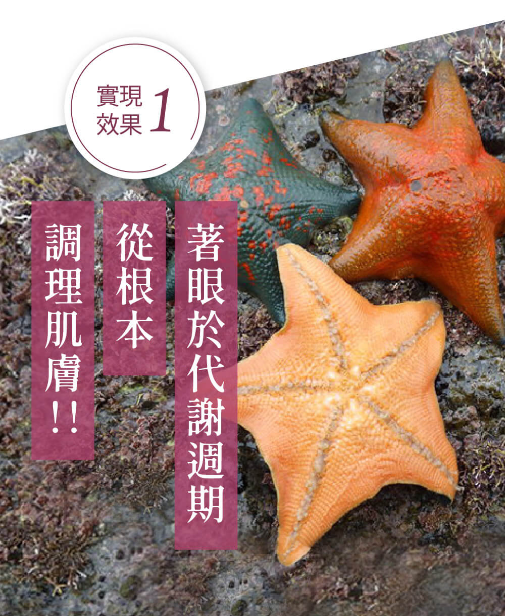 海星凝膠效果一：富含海星精粹，從根本調理肌膚代謝週期，養成健康膚質。